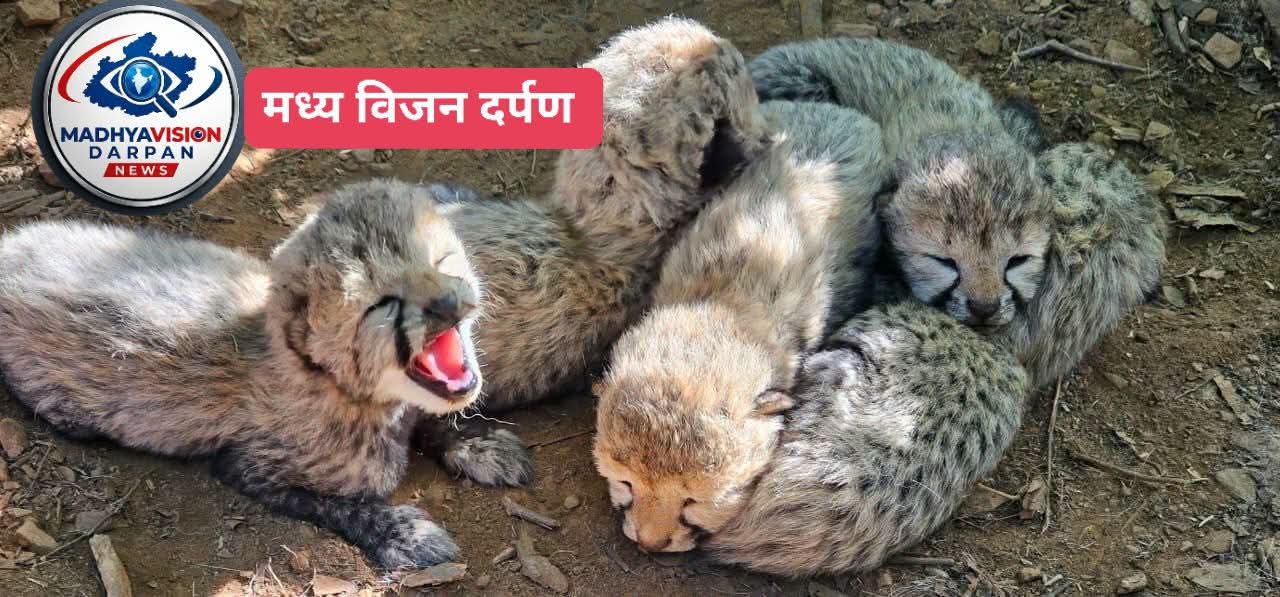 कूनो नेशनल पार्क में 'प्रोजेक्ट चीता' को मिली बड़ी सफलता: मादा चीता KJP21 ने दिए 5 शावक, देश में चीतों की कुल संख्या हुई 60